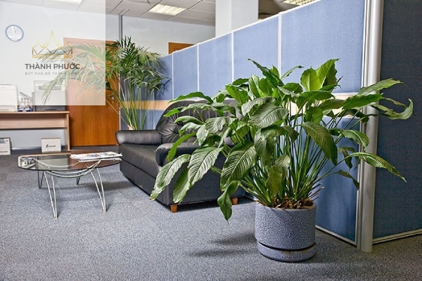 Phòng làm việc là nơi lý tưởng để trông cây phong thủy trong nhà