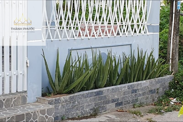 Nha Đam thường được trồng trước nhà
